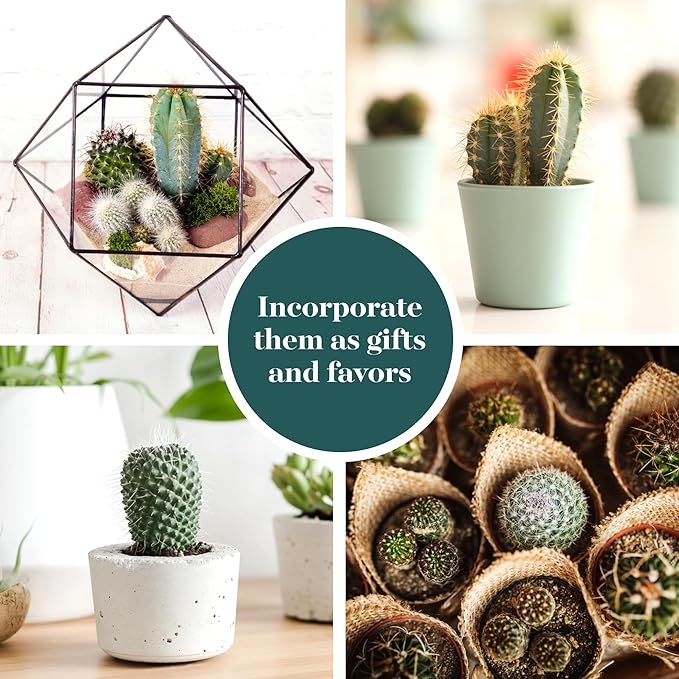 Shop Succulents | Can't Touch This Collection | Assortment of Hand Selected, Fully Rooted Live Indoor Cacti Plants, 20-Pack,