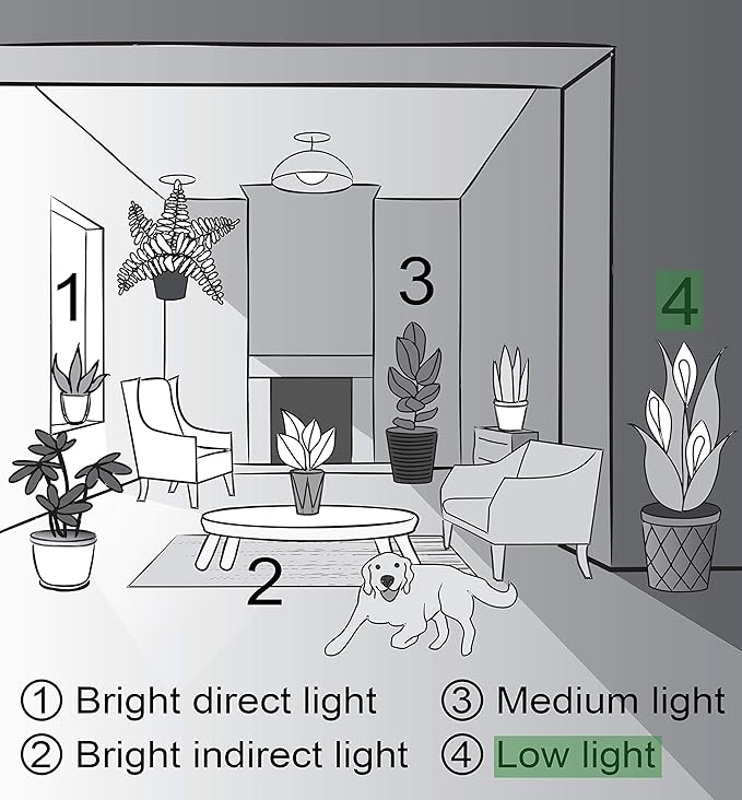Thorsen's Greenhouse Live Peace Lily Plant, Spathyphylum, Low Light, Natural Air Purifier Live Indoor Plant, 4-6" Diameter Pot (Sage, 4-inch Pot)