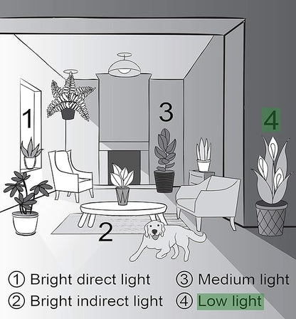 Thorsen's Greenhouse Live Peace Lily Plant, Spathyphylum, Low Light, Natural Air Purifier Live Indoor Plant, 4-6" Diameter Pot (Sage, 4-inch Pot)