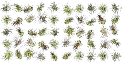 ragnaroc Air Plants Bulk - Tillandsia Ionantha Wholesale Pack, Regular 1-3" - 50ct - Live Arrival Guaranteed - House Plants for Home Decor & Gift