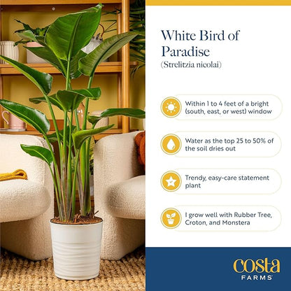 Costa Farms White Bird of Paradise Live Plant in Decorative Pot, Large Indoor Houseplant, Perfect for Home, Room, or Office Decor, Great House Warming or Birthday Gift, 3-4 Feet Tall