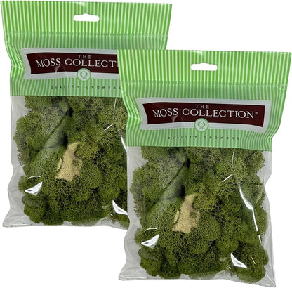 Quality Growers - Preserved Reindeer Moss - Moss for Crafts, Home Decor, Art, Design & DIY Projects - Non-Toxic - USA Made (Spring Green, Small, 2-Pack)