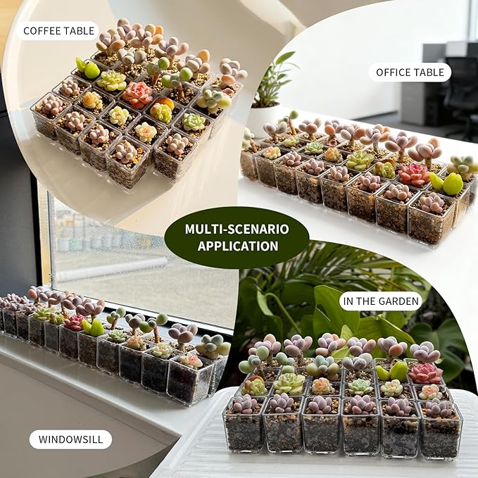 24 pcs Mini Clear Plastic Planter with Box, 2.8cm/1.1in with Drainage Hole & Bottom Support. Mini Succulent Nursery Pots for Roots Viewing, Home Potting, DIY, Office/Window Sill Decor