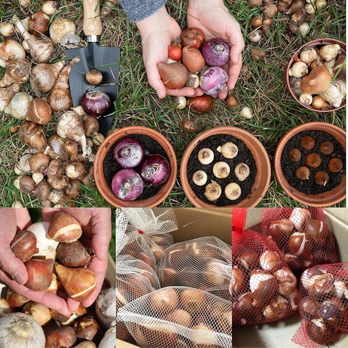 Flowers Bulbs for Fall Planting, Perennial Flower Bulbs, Early Spring Flower to Plant Outside, Colorful Blooms Groundcover Bulbs, Top Size (Multicolor)