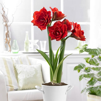 Garden State Bulb Red Double Amaryllis Bulb Gift Kit, 26/28cm (White Planter)