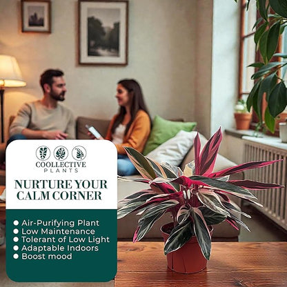CoollectivePlants Stromanthe Triostar – Live Plant in 6″ Grower’s Pot, Easy Care and Low Maintenance Indoor Houseplant, Includes UniHeat Pack for Winter Protection