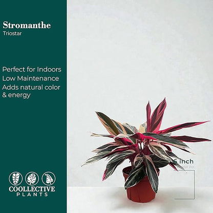 CoollectivePlants Stromanthe Triostar – Live Plant in 6″ Grower’s Pot, Easy Care and Low Maintenance Indoor Houseplant, Includes UniHeat Pack for Winter Protection