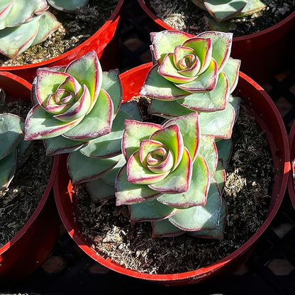 Sprout N Green Crassula Perforata subsp. Perforata in 4 inch Starter Pot, Rare Live Succulent Plant Fully Rooted, Home Office Indoor Outdoor Wedding Decoration DIY Projects Party Favor