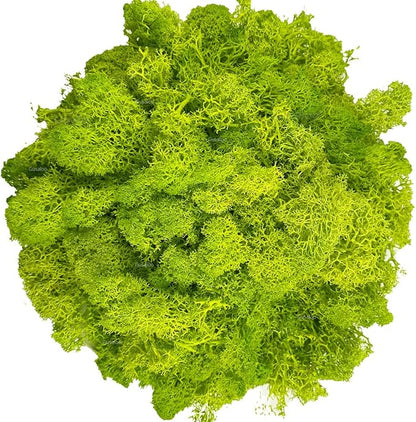 Moss Preserved Artificial Moss for Potted Plants Natural Fresh Green Moss for Crafts Arts Floral Project Wall Decor fake Moss Wedding Centerpieces Garden Terrariums Decoration Light-Yellow Green 3.5OZ