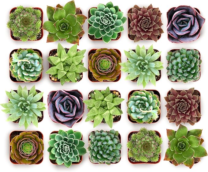 Shop Succulents Echeveria & Rosette Live Succulent Variety Pack – Fully Rooted 2" Potted Plants for Gifts, Favors, DIY Projects, Terrariums, Home Décor, and Garden Arrangements, 32 Pack