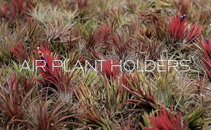 Air Plants - Tillandsia Ionantha - Organically Enhanced Color - Live Arrival Guaranteed - House Plants for Home Decor & Gift (Rose Pink 3 Pk + Black Heart)