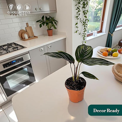 Calathea Beauty Star | Live Plant in a 4 Inch Growers Pot, Live Indoor, Easy to Grow, Easy to Care, and Low Maintenance Houseplant (2" Pot)