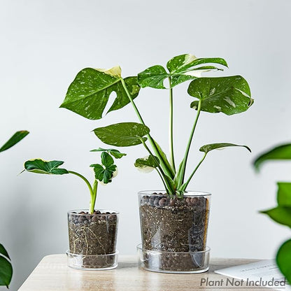 Phoenix Vine 4.5 Inch 6.5 Inch Clear Acrylic Houseplants Planter Pot with Tray, Orchid Pot with Drainage Holes, Deep Saucer for Bottom Watering, Transparent Containers for Indoor Plants, Herbs, 91-B-W