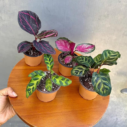 PLANTVERS Calathea Assorted Live Plant Set – Pack of 4 Live Plants in 2" Pots – Includes Calathea Roseopicta, Lancifolia, Dottie & Makoyana – Air Purifying Indoor Houseplants
