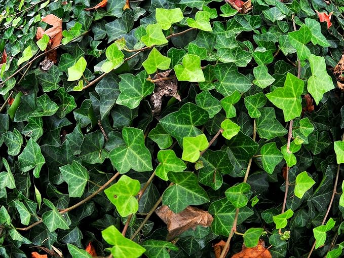 Greenwood Nursery: Live Ground-Cover Plants - English Ivy + Hedera Helix - [Qty: 2X Pint Pots] - (Click for Other Available Plants/Quantities)