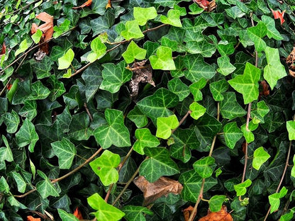 Greenwood Nursery: Live Ground-Cover Plants - English Ivy + Hedera Helix - [Qty: 100 Bare Roots] - (Click for Other Available Plants/Quantities)