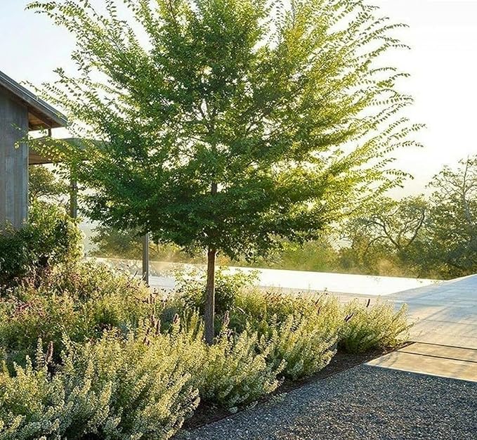 5 Chinese (Lacebark) Elm Trees - 12-24" Tall Live Plants - Fast Growing Bonsai Trees - Ulmus parvifolia