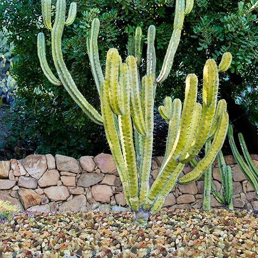 2LB Succulent and Cactus Colorful Pebbles, 3/8 Inch Pebbles for Indoor Plants, Natural Decorative Polished River Rocks for Vases, Planters and Outdoor Gardening