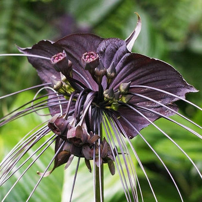 Black Bat Flower - Live Plant in a 4 Inch Pot - Not in Bloom When Shipped - Tacca chantrieri - Extremely Rare and Exotic Flowering Plant