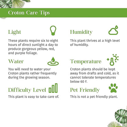 Croton Mammy Live Plant for Indoor | Different Houseplants in 3'' Pot | Real House Plant for Living Room, Office, Desk & Bathroom | Codiaeum | Mammy