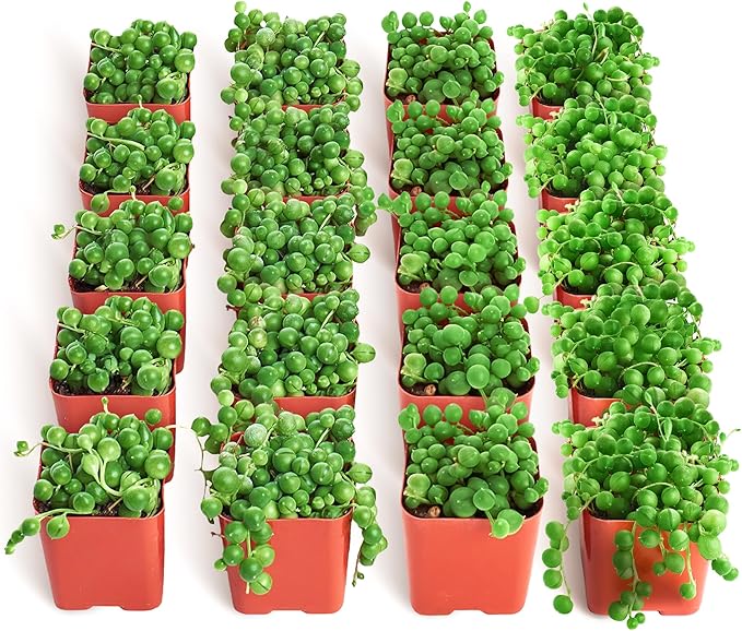 Shop Succulents String of Pearls Succulent Plant 2" Grow Pot Pack of 100