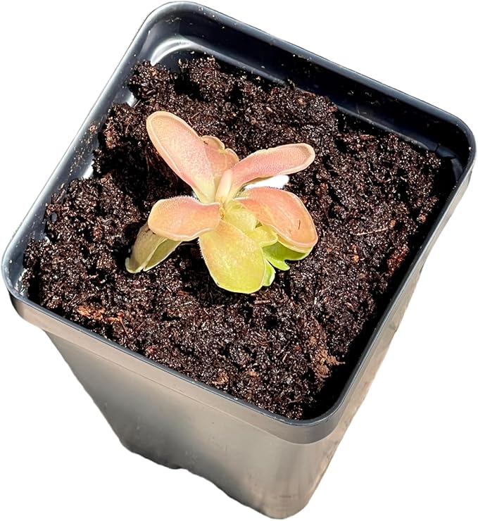 Live Pinguicula Fumiko Butterwort Carnivorous Plant, Pet-Safe, Unique Gift for Plant Lovers & Collectors