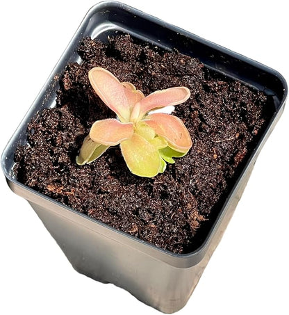 Live Pinguicula Fumiko Butterwort Carnivorous Plant, Pet-Safe, Unique Gift for Plant Lovers & Collectors