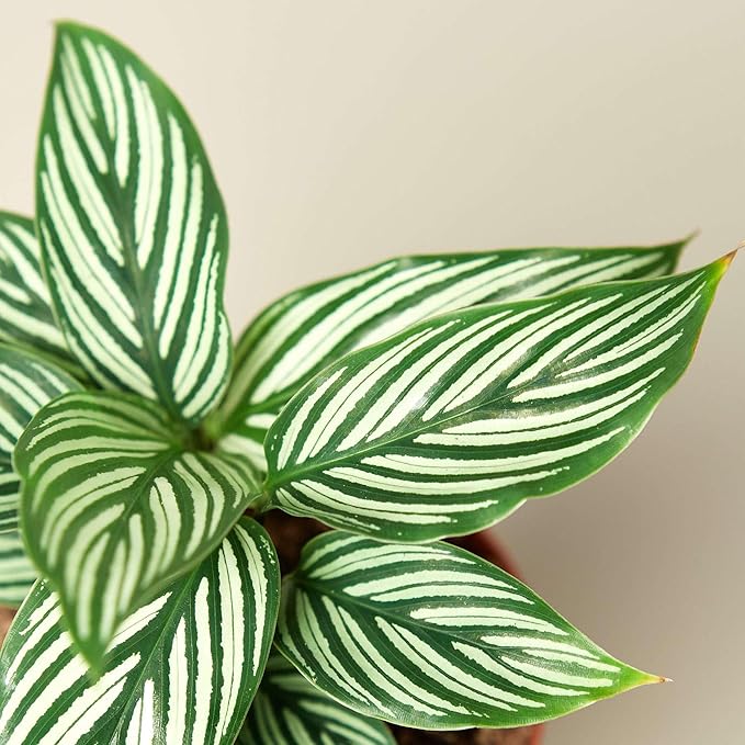 Calathea Vittata Live Plant for Indoor | Different Houseplants in 4'' & 6'' Pot | Real House Plant for Living Room, Office, Desk & Bathroom | Peacock Plant | Zebra Plant