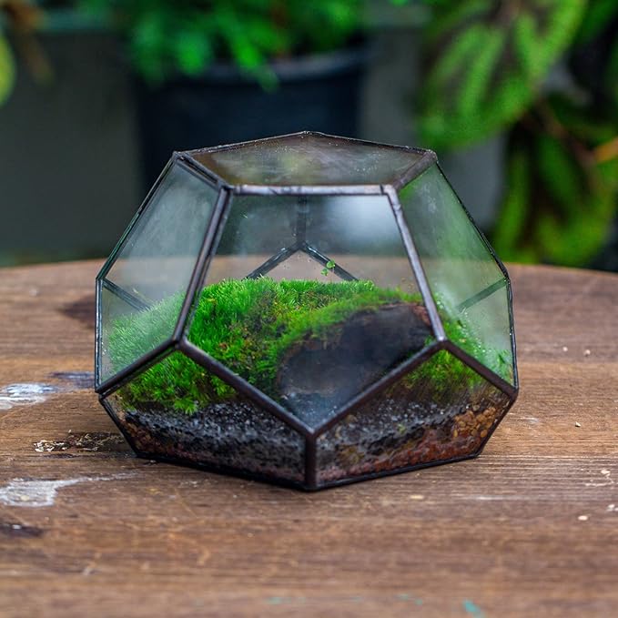 NCYP Small Glass Geometric Terrarium with Door -7.1x7.1x4.7 inches - Black Pentagon Closed Planter Pot for Succulents, Air Plants - Home Garden Office Tabletop Decoration Box (Terrarium Only)