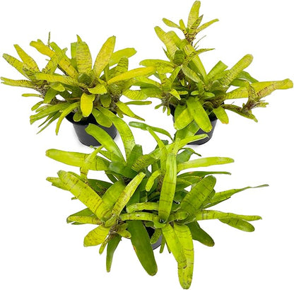 ragnaroc Live Plants – Bromeliad Neoregelia Tigrina, 8-12" in 6" Pot - 1ct - Live Arrival Guaranteed - House Plants for Home Decor & Gift