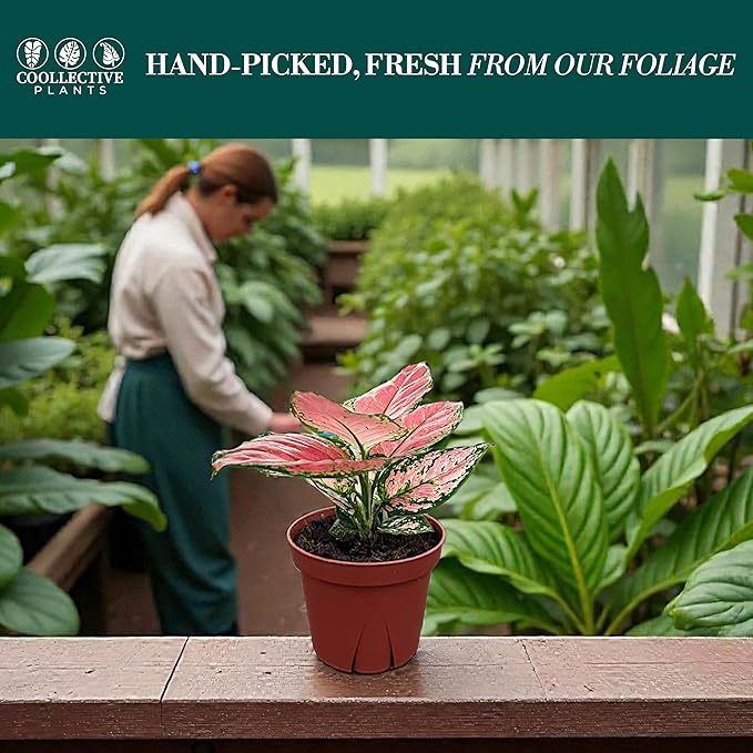 CoollectivePlants Aglaonema Chinese Evergreen ‘Cherry’ – Live Plant in 4″ Growers Pot, Aglaonema Live Plant, Easy Care Indoor Plant, Low Maintenance Houseplant