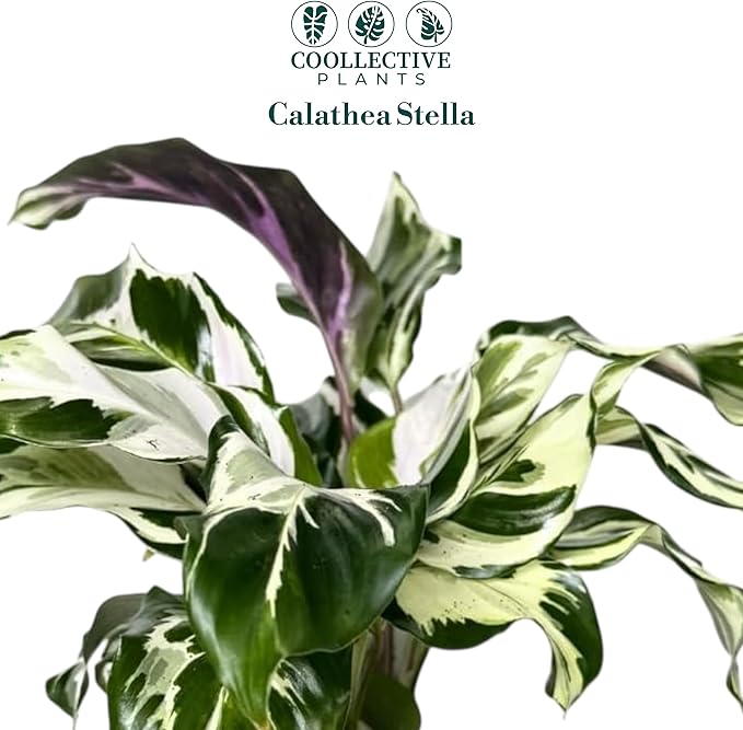 CoollectivePlants Calathea Stella - Live Calathea Plant in 6″ Growers Pot, Easy Indoor House Plants, Pet Friendly Plants Indoor, Low Maintenance Houseplant