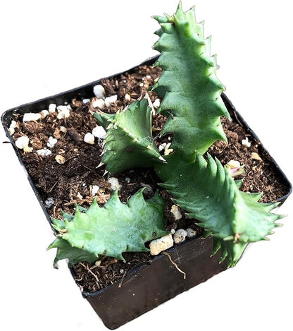 Lifesaver Plant (Huernia zebrina) Live House Plant in 2.5 inch Pot - by Smoke Camp Crafts - Organic Live Plant