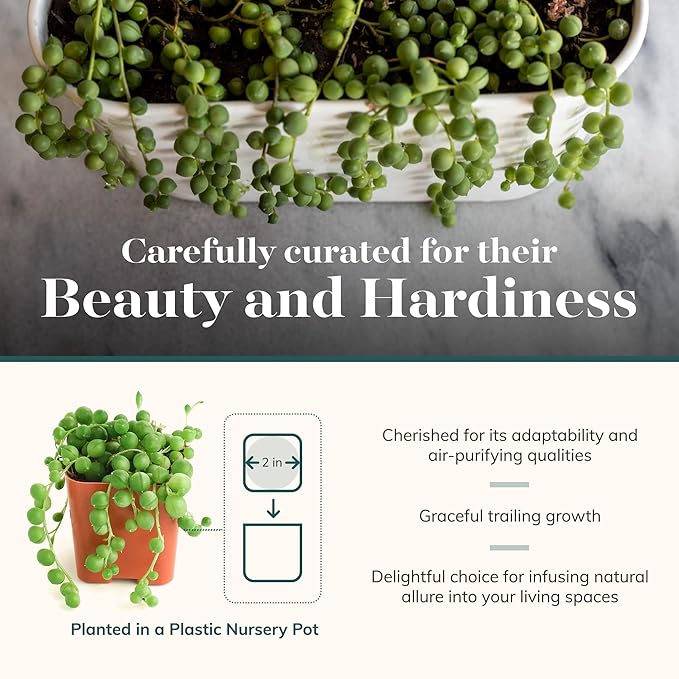 Shop Succulents String of Pearls Succulent Plant 2" Grow Pot Pack of 100