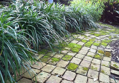 Mondo Grass Ophiopogon Japonicus | 50 Live Pips Bare Root Plants | Live Shade Loving Evergreen Groundcover Plants