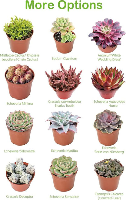 Live Succulent Donkey Tails, Approx 2-inch Large, Potted Succulents, Fully Rooted, Easy Care House Plants