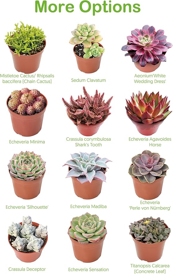 2" Live Succulent 'Trumpet Jade', Rare Succulent Plants Fully Rooted in Pots, Unique House Plant for DIY, Party Favor, Home Office Decoration