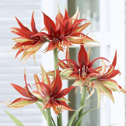 Amaryllis ‘Merengue’ Bulb – Exotic Hippeastrum Cybister, Red Spider Lily Style Blooms, Tropical Tender Perennial, Easy to Grow Indoor Amaryllis Bulb, Rare Flower