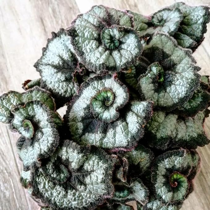 Begonia Plants Live, Rare Begonias Indoor Growing, Hanging Basket, Starter 5 to 9 Inc Tall (Spiral-Shaped Foliage)