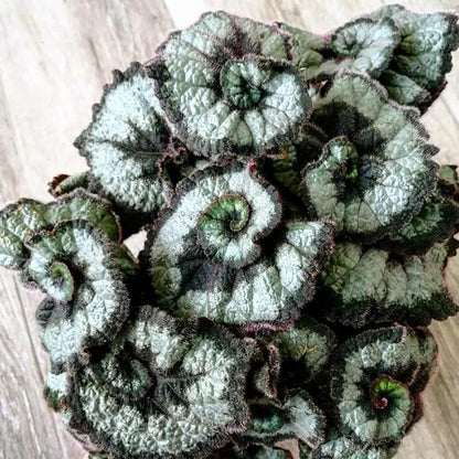 Begonia Plants Live, Rare Begonias Indoor Growing, Hanging Basket, Starter 5 to 9 Inc Tall (Spiral-Shaped Foliage)
