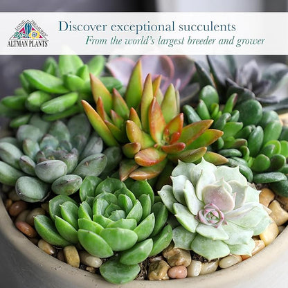 Altman Plants Premium Bulk Succulent Plants (50 Pack), 5 Unique Live Succulents in Sets of 10, Assorted Colors & Shapes, 2 in Pots