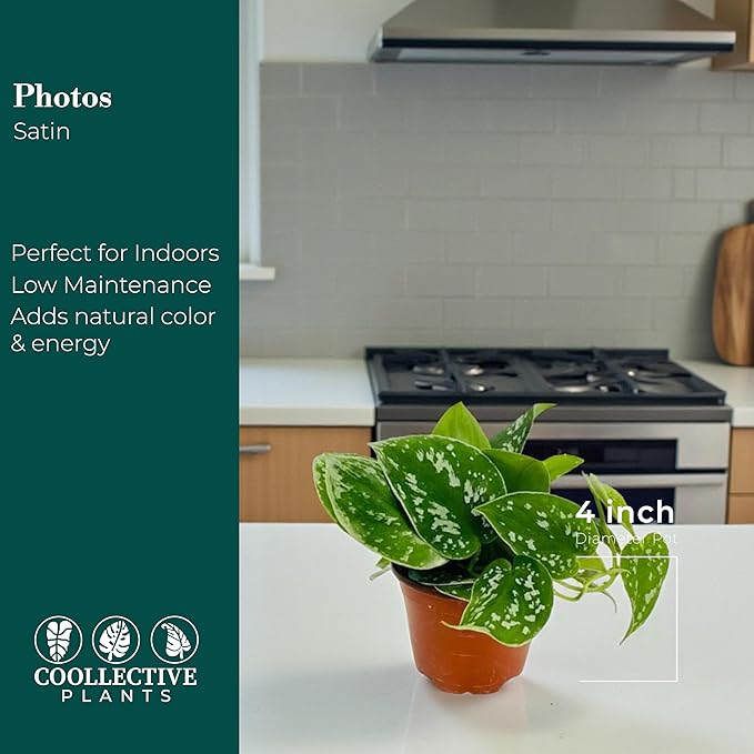 Pothos Satin – Live Plant in 4″ Grower’s Pot, Easy to Grow Low Maintenance Indoor Houseplant, Live Indoor, Includes UniHeat Pack for Winter Protection