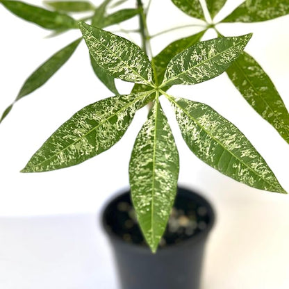 Live Money Tree Plant – 4” Indoor Pachira Glabra Variegated Fully Rooted | Albo Varieagata Rare Indoor Houseplant | Air-Purifying for Home, Office & Gifts (Heat Pack Included)