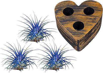 Air Plants - Tillandsia Ionantha - Organically Enhanced Color - Live Arrival Guaranteed - House Plants for Home Decor & Gift (Blue Bell 3PK + Black Gold Heart)