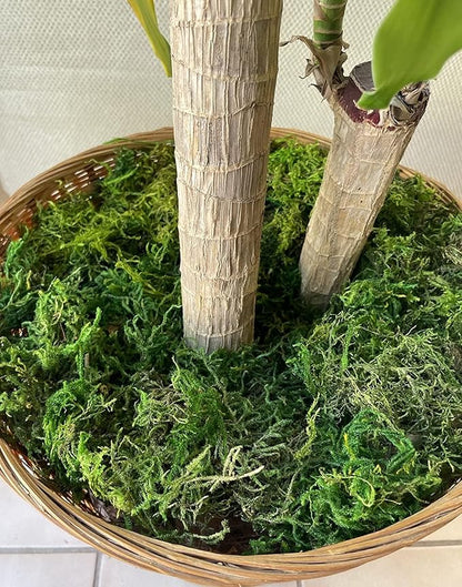 Artificial Moss, 17.6 OZ Green Moss for Decorating, Faux Moss for Crafts, Decorative Moss for Plants Indoor, Table Centerpieces, Fairy Garden Wedding Decor, Fake Moss Decor