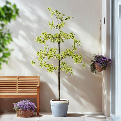 5FT Artificial Black Olive Tree Artificial Olive Plants, Tall Faux Olive Tree Faux Silk Plant Fake Plant Ultra-Realistic Silk Leaves & Natural Trunk Indoor Outdoor Use