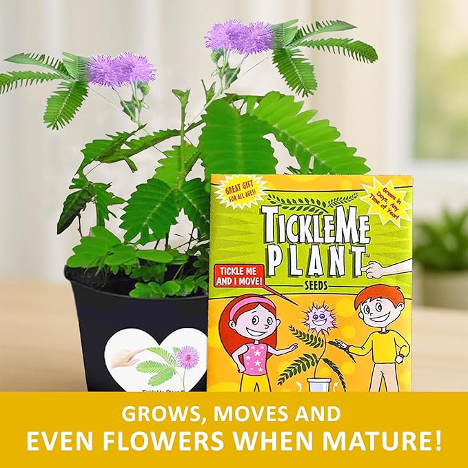 Happy Birthday Mom TickleMe Plant Gift Box Set to Grow A Touch-Sensitive Shy Plant That Closes Its Leaves When You Tickle Or Blow A Kiss | Fun Interactive Grow Kit with Seeds, Pot, Soil, Instructions