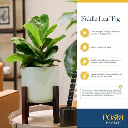 Costa Farms Fiddle Leaf Fig Tree, Ficus Lyrata Live Indoor Floor Houseplant in Decor Planter, Tropical Plant for Home Potted in Soil, Home and Office Decor, Housewarming Gift, 3-4 Feet Tall