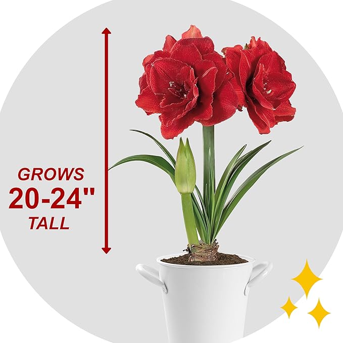 Garden State Bulb Red Double Amaryllis Bulb Gift Kit, 26/28cm (White Planter)