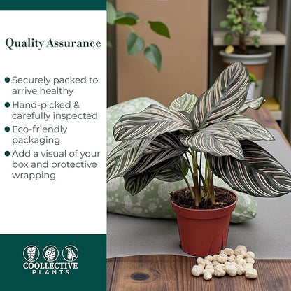 Calathea Ornata | Live Plant in a 4 Inch Growers Pot, Live Indoor, Easy to Grow, Easy to Care, and Low Maintenance Houseplant (4" Pot)
